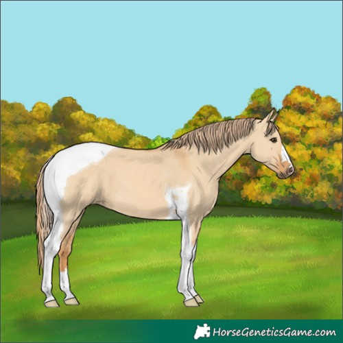 Horse Color:Red Dun Tobiano 