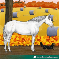 Horse Color:Silver Bay Roan Dun Snowflake Varnish Rabicano 