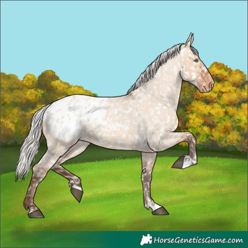 Horse Color:Silver Bay Roan Dun Appaloosa Rabicano 