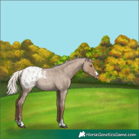 Horse Color:Silver Grullo Roan Blanket Rabicano