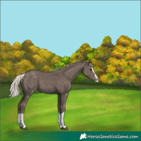 Horse Color:Silver Black Splash