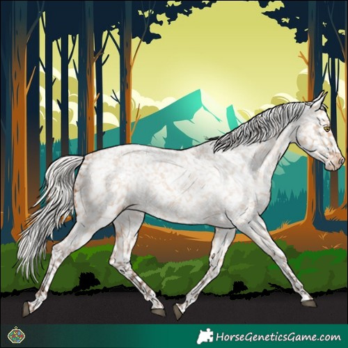 Horse Color:Silver Bay Roan Dun Appaloosa Rabicano 