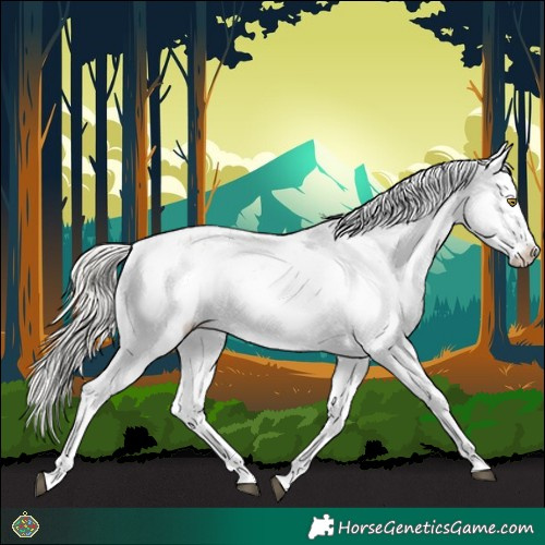 Horse Color:Silver Bay Roan Dun Appaloosa Rabicano 