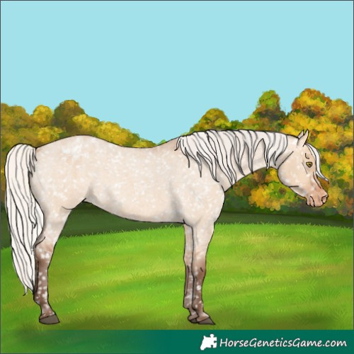 Horse Color:Silver Bay Roan Dun Appaloosa Rabicano 
