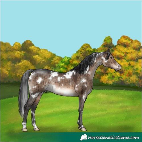 Horse Color:White Spotted Brown Dun Rabicano Brindle 