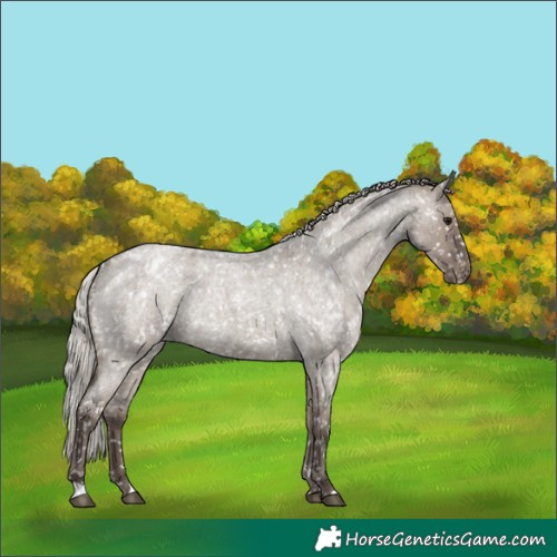 Horse Color:Silver Grullo Roan Appaloosa Rabicano