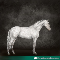 Horse Color:Silver Grullo Roan Appaloosa Rabicano