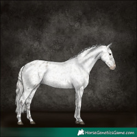 Horse Color:Silver Grullo Roan Appaloosa Rabicano