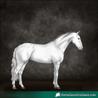 Horse Color:Silver Grullo Roan Appaloosa Rabicano 