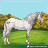 Horse Color:Silver Grullo Roan Appaloosa Rabicano 