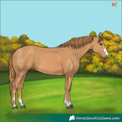 Horse Color:Chestnut 