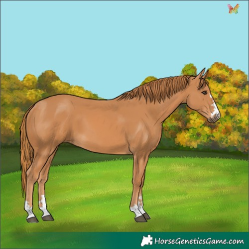 Horse Color:Chestnut 