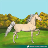 Horse Color:Gold Cream Champagne Rabicano 