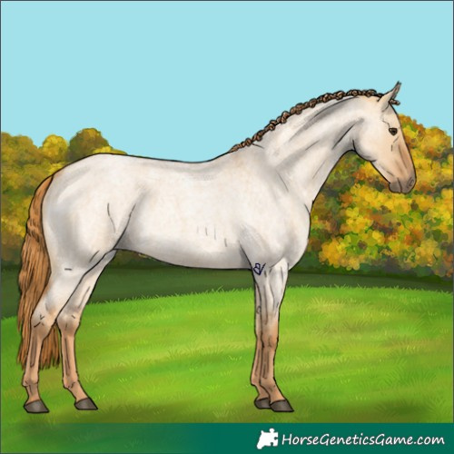 Horse Color:Red Dun Roan 