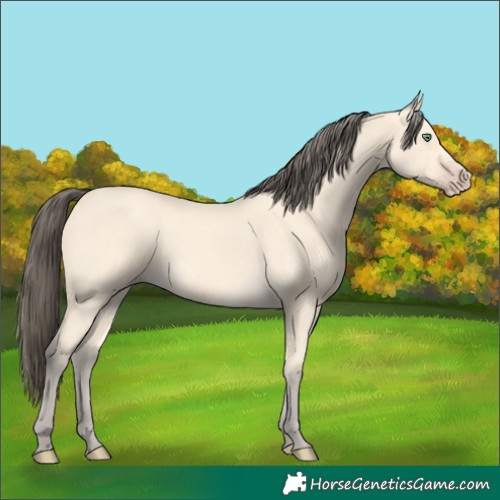 Horse Color:Amber Cream Champagne Rabicano 