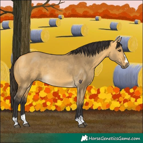 Horse Color:Buckskin Dun 
