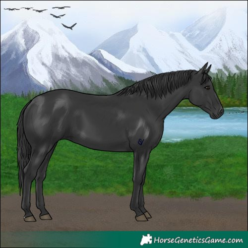 Horse Color:Black 