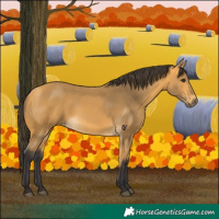 Horse Color:Buckskin 