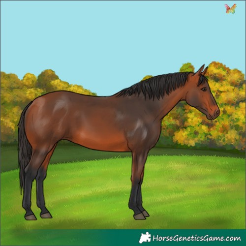 Horse Color:Bay 