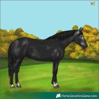 Horse Color:Gray Black 