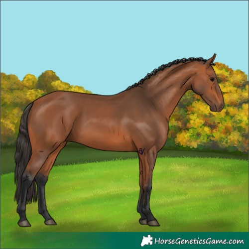 Horse Color:Bay 