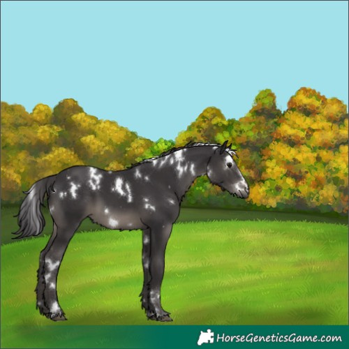 Horse Color:White Spotted Smoky Black 