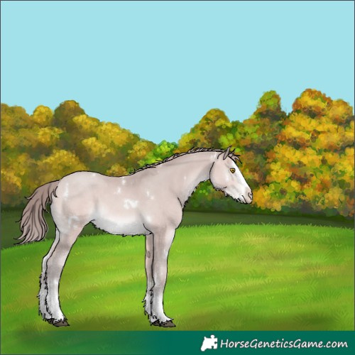Horse Color:Platinum White Spotted Brown Pearl Splash 