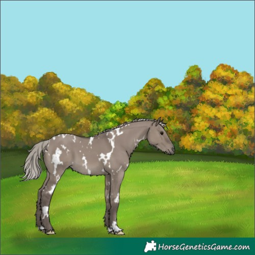 Horse Color:White Spotted Silver Grullo 