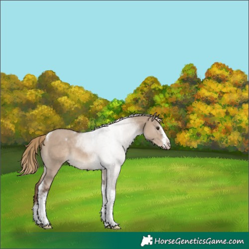 Horse Color:White Spotted Liver Red Dun Tobiano 