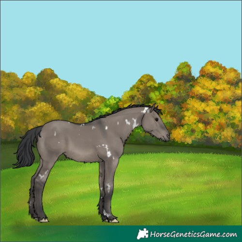 Horse Color:White Spotted Grullo 