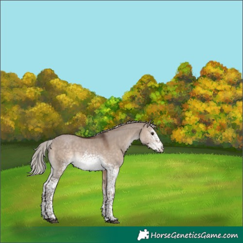 Horse Color:White Spotted Silver Brown Dun Tobiano 