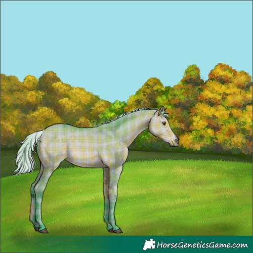 Horse Color:Watercolor Plaid  Silver Buckskin Dun 