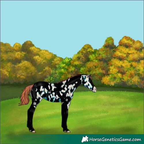 Horse Color:Painted Plaid  Buckskin Ice Dun Splash Tobiano Near Leopard 