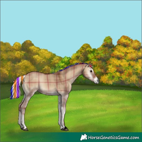 Horse Color:Painted Plaid  Silver Grullo Onyx Rabicano 