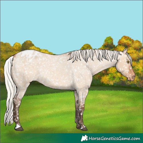 Horse Color:Silver Bay Roan Dun Snowflake Varnish Rabicano 