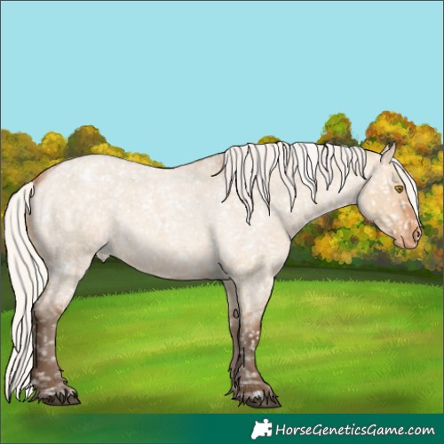 Horse Color:Silver Bay Roan Dun Snowflake Varnish Rabicano 