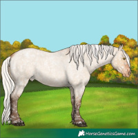 Horse Color:Silver Bay Roan Dun Snowflake Varnish Rabicano 
