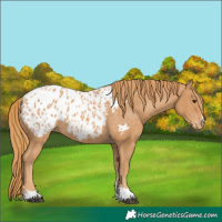 Horse Color:Chestnut Appaloosa