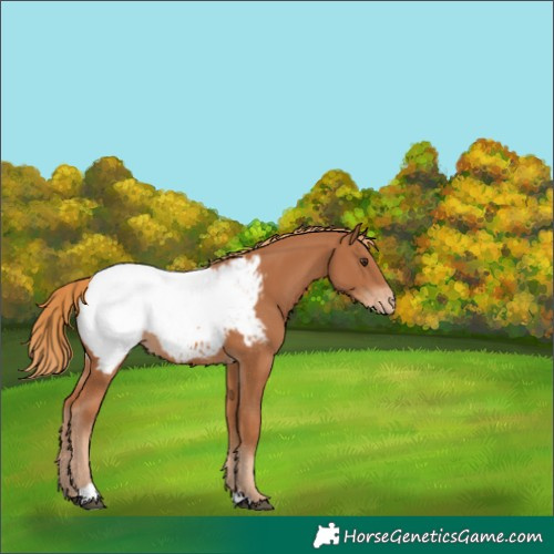 Horse Color:Chestnut Snowcap 
