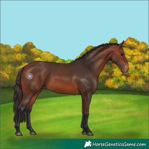 Horse Color:Bay Varnish