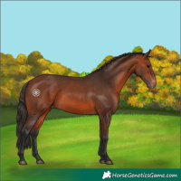Horse Color:Bay Appaloosa 