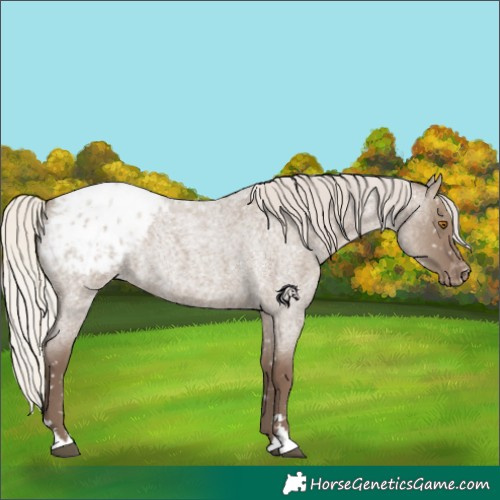 Horse Color:Silver Grullo Roan Appaloosa Rabicano