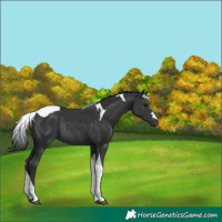 Horse Color:Black Tobiano Rabicano