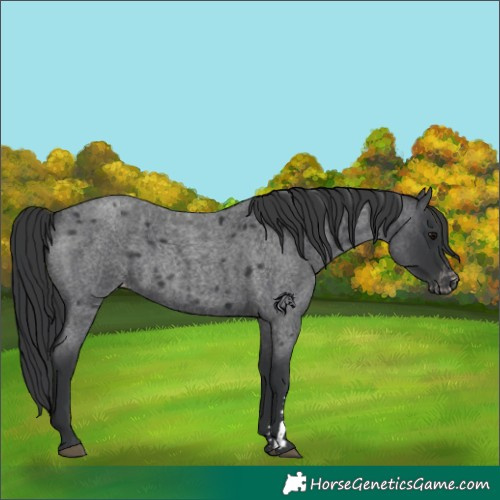 Horse Color:Blue Roan Varnish Rabicano