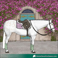 Horse Color:Silver Bay Roan Dun Appaloosa Rabicano 