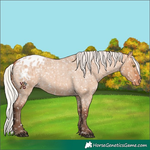 Horse Color:Silver Bay Roan Dun Appaloosa Rabicano 