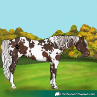 Horse Color:White Spotted Silver Brown Appaloosa 