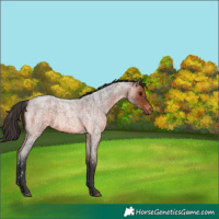 Horse Color:Brown Roan Snowflake Varnish