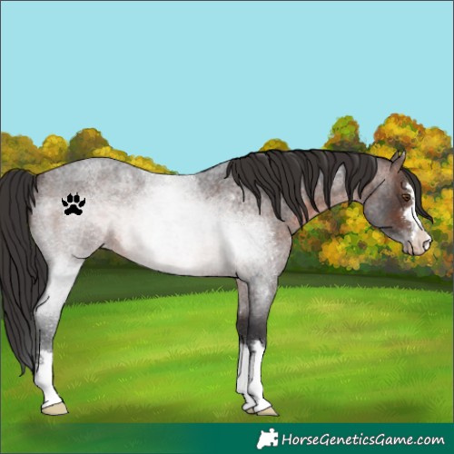 Horse Color:Brown Roan Varnish