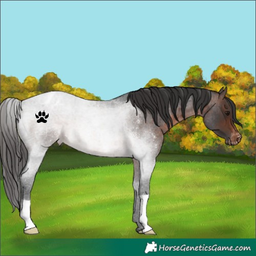 Horse Color:Brown Roan Varnish 